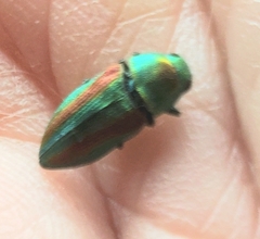 Chrysophana placida