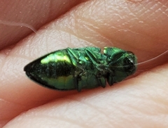 Chrysophana placida