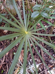 Coccothrinax argentea