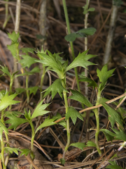 Azorella spinosa