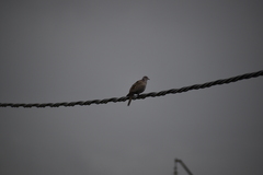 Streptopelia decaocto