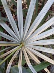 Coccothrinax argentea