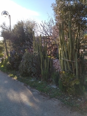 Trichocereus bridgesii