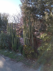 Trichocereus bridgesii