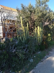 Trichocereus bridgesii
