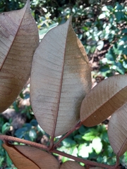 Chrysophyllum cainito