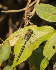 Rhionaeschna marchali