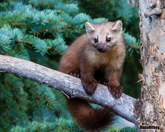 Pacific Marten photo 3