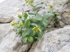 Paederota lutea