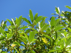 Myoporum semotum