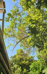 Myoporum semotum