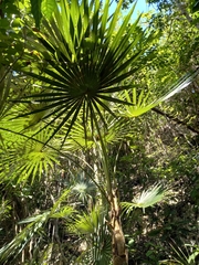 Coccothrinax argentea