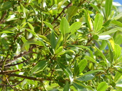Myoporum semotum
