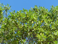 Myoporum semotum