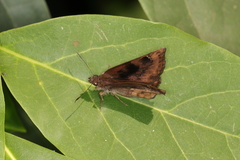 Nisoniades macarius