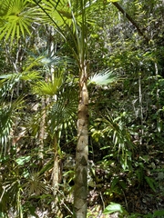 Coccothrinax argentea