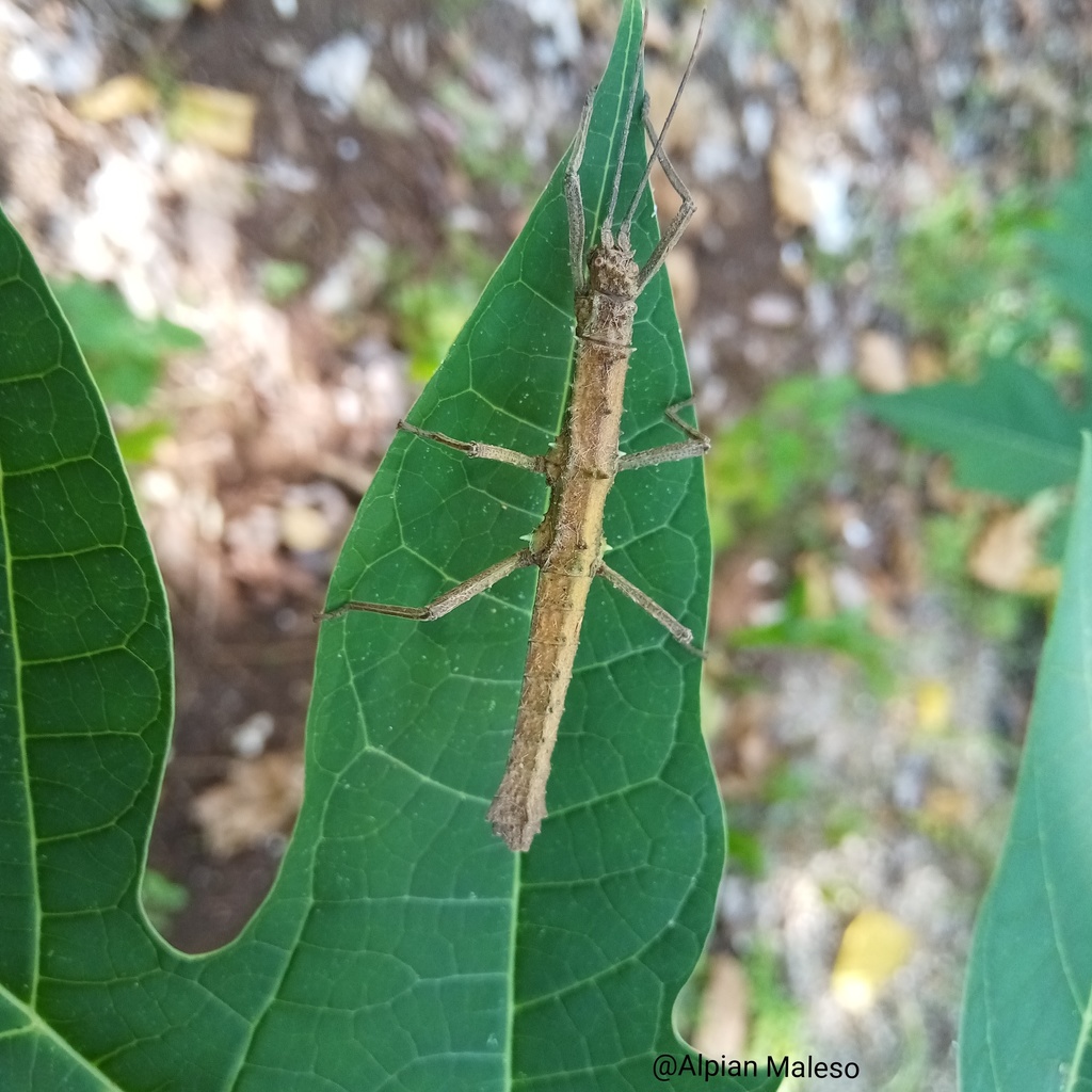 Pylaemenes pleurospinosus