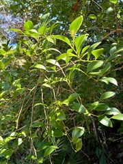 Schaefferia frutescens