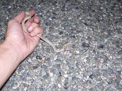 Hypsiglena chlorophaea