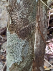 Coccothrinax argentea