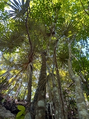 Coccothrinax argentea