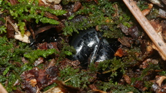 Odontotaenius disjunctus