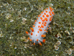 Limacia mcdonaldi