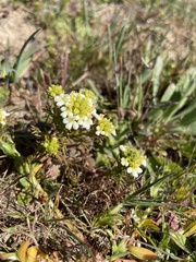 Triphysaria floribunda