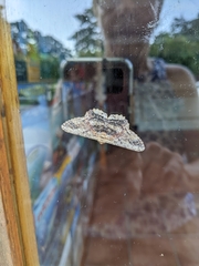 Ruttellerona pseudocessaria