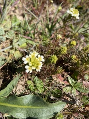 Triphysaria floribunda