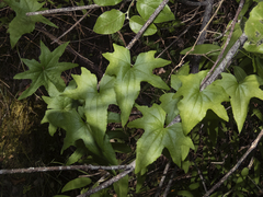 Dioscorea brachybotrya