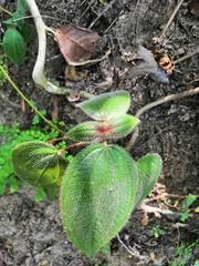 Miconia vallartensis