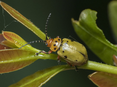 Procalus reduplicatus