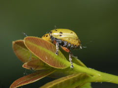 Procalus reduplicatus