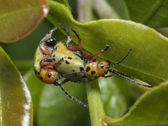 Procalus reduplicatus