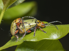 Procalus reduplicatus