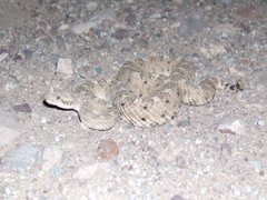 Crotalus cerastes cercobombus