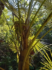Coccothrinax argentea
