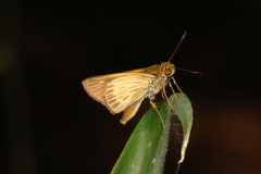 Parphorus pseudecorus