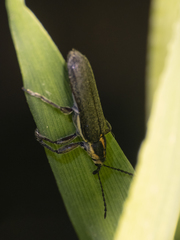 Trichophthalmus miltomerus