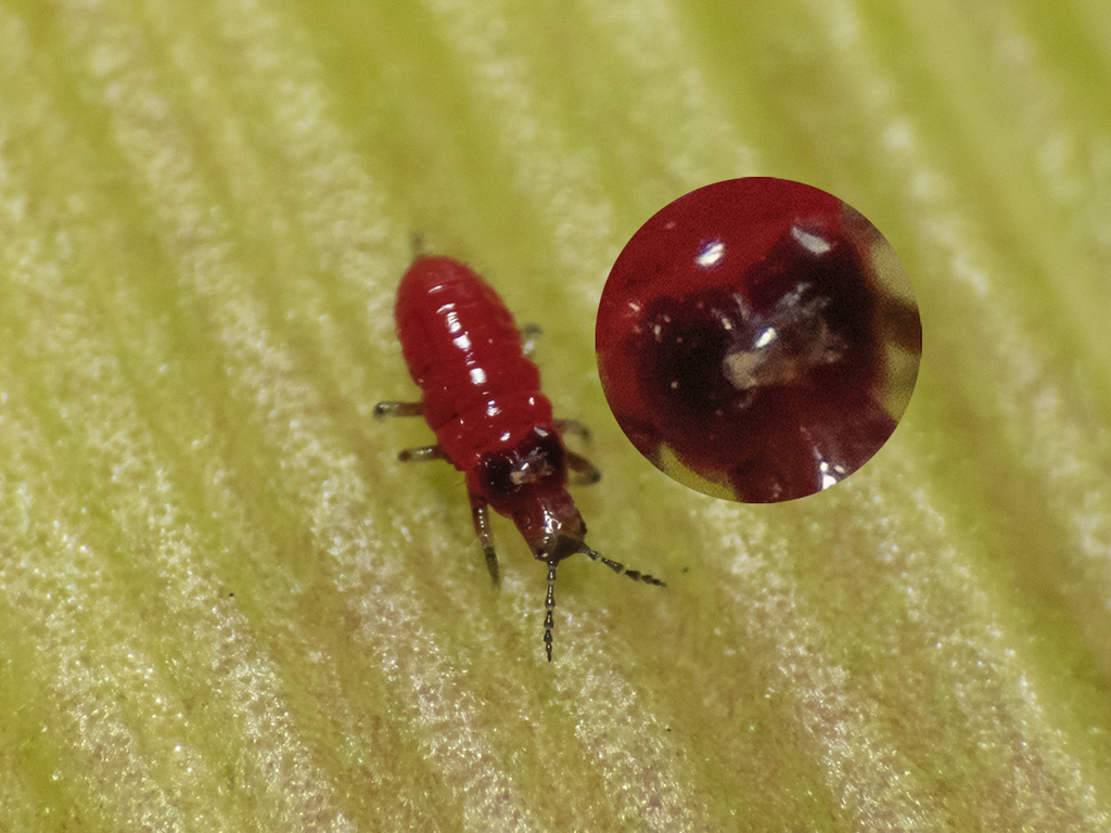 Acarophenacidae