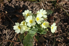 Primula vulgaris