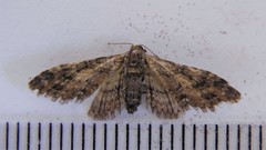 Eupithecia columbiata