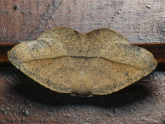 Syncirsodes primata