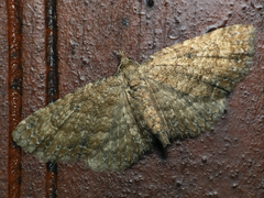 Eupithecia horismoides