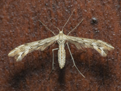 Singularia alternaria