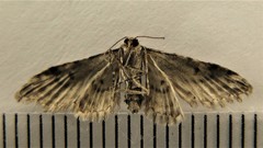Eupithecia columbiata