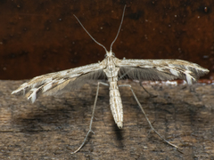 Singularia alternaria