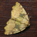 Perusia gracilis - Photo (c) Claudio Maureira,  זכויות יוצרים חלקיות (CC BY-NC-ND), הועלה על ידי Claudio Maureira