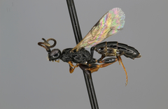 Dicaelotus